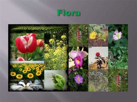 What Is Flora