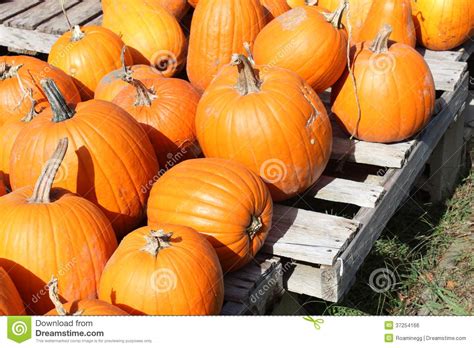 Pumpkins On A Pallet Stock Photo Image Of Farm Color 37254166