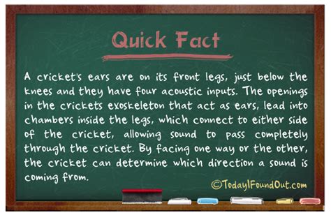 Tifo Quick Fact Cricket Insect Fact