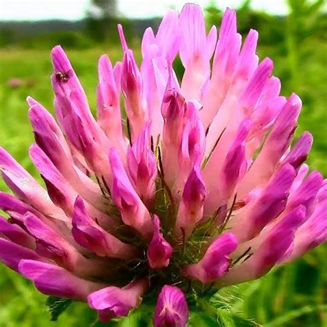 Red Clover Agt Foods