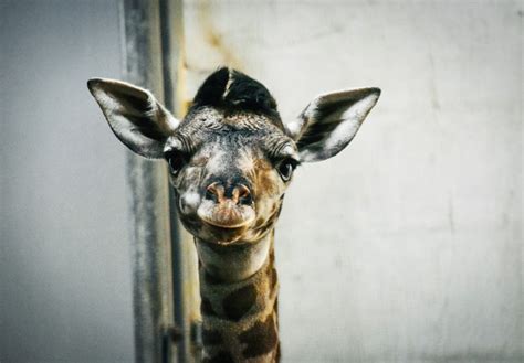 The Votes Are In Greenville Zoo Announces Name Of Baby Giraffe