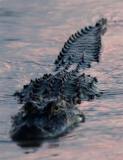 Why A Scientist Dropped Dead Alligators In The Gulf Of Mexico
