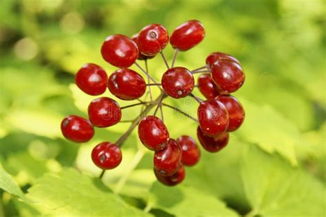 Poisonous Red Berries Stock Image Image Of Food Forest 19683187