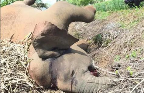 Deskripsi tugas penolong pegawai penerangan s29. Seekor lagi gajah ditemui mati di Lahad Datu - Buletin Sabah