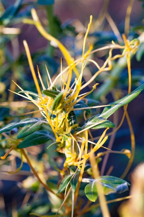 Dodder Genus Cuscuta Is Parasitic And Totally Dependent On Other Host