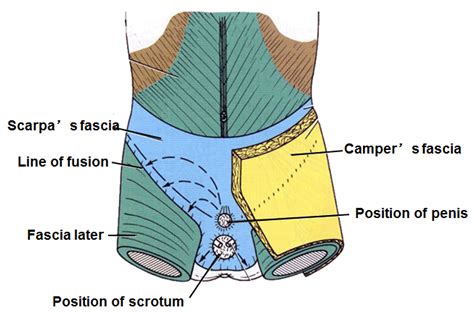 Human Anatomy Pelvis And Perineum Lecture Notes