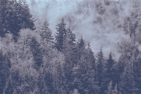 Evergreens Pictures Download Free Images On Unsplash