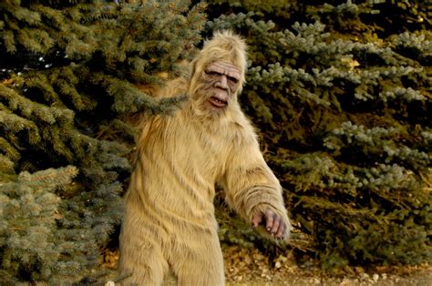 Myth Or Reality Bigfoot Sightings Reported In Colorado 130 Times Over