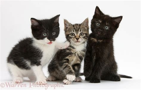 Three Kittens Together Photo Wp34200