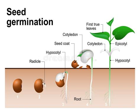 Seed Germination Cross Section Vector Illustration In Stages Images