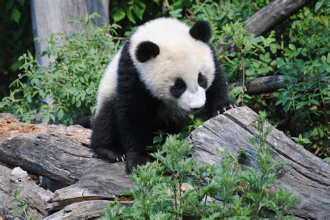 Kleiner Panda Ganz Groß Foto And Bild Tiere Zoo Wildpark And Falknerei