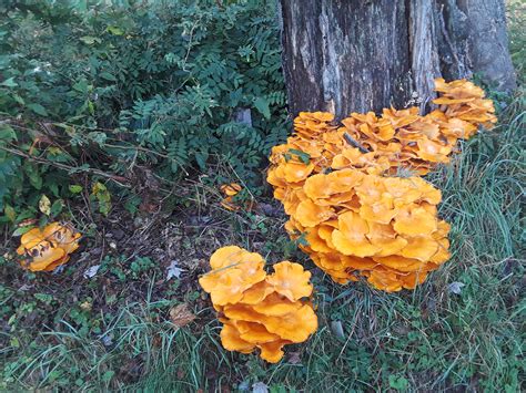 Tiers Of Fall Mushrooms At The Base Of A Tree Fourth