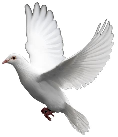 Free White Dove Cliparts Download Free White Dove Cliparts Png Images