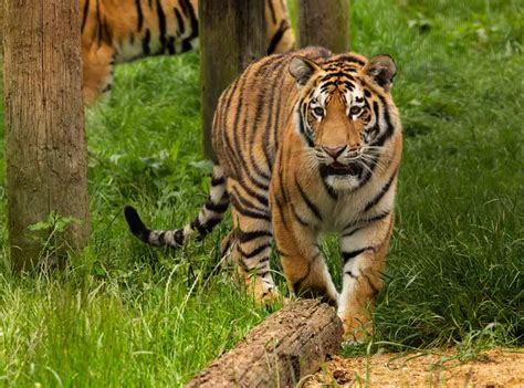 Amur Tiger Whipsnade Zoo