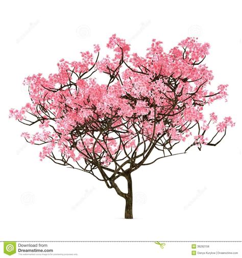 Sakura Tree Drawing At Getdrawings Free Download