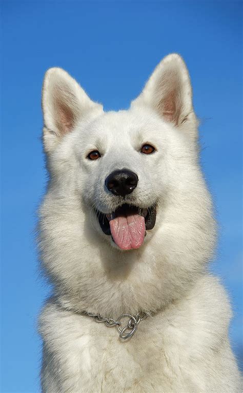 Hd Wallpaper Adult White German Shepherd Swiss Shepherd Dog Pet