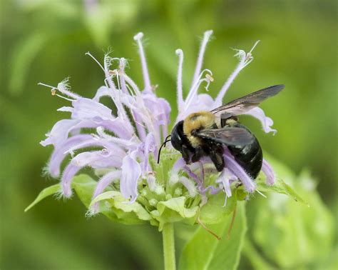 Bumblebee On Bergamot Photograph By Deb Henman Fine Art America