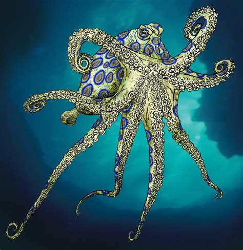 44 Blue Ring Octopus Wallpaper On Wallpapersafari