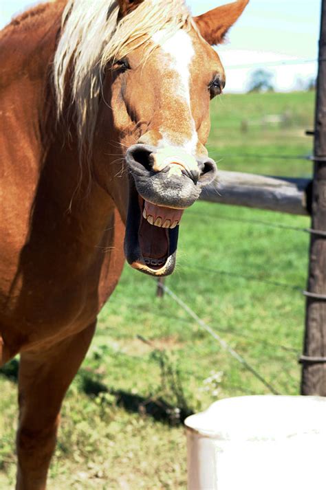 Laughing Horse Photograph By Linda Mccormick Pixels