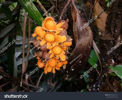 3 Murumuru Fruit Images Stock Photos And Vectors Shutterstock