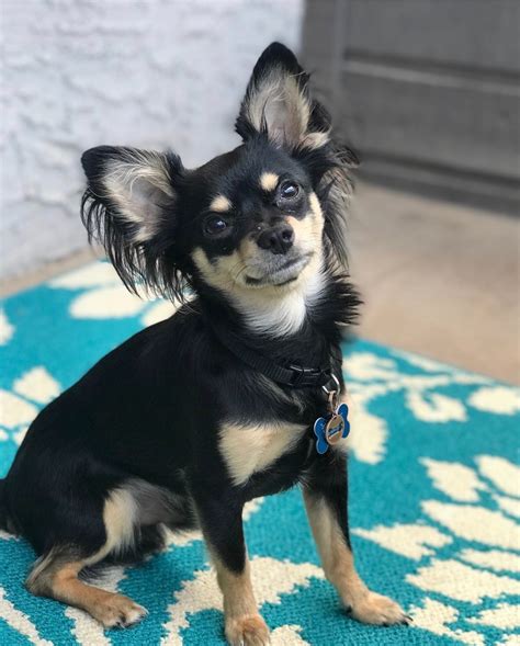 What Is My Chihuahua Mixed With Thriftyfun