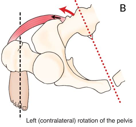 Psoas Major Function Hip Joint Actions Transverse Plane