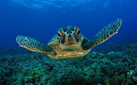 Underwater Photography Of Sea Turtle Hd Wallpaper Wallpaper Flare