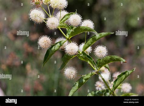 Buttonbush Hi Res Stock Photography And Images Alamy