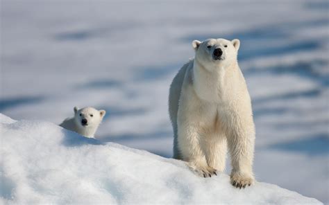 Cute Polar Bear Desktop Wallpaper Aesthetic Guides