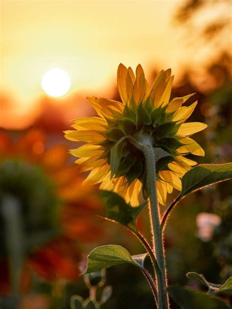 20 Sunflower Pictures Hq Download Free Images On Unsplash