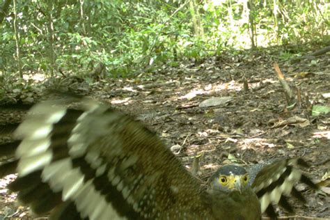 Danau girang field centre c/o sabah wildlife department 5th floor, block b, wisma muis 88100 kota kinabalu sabah, malaysia. Camera Traps Show Importance of Forest Corridors For ...