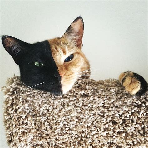 Chimera Cat Has A Purrfectly Striking Two Toned Face