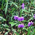 紫叶芦莉草_百度百科
