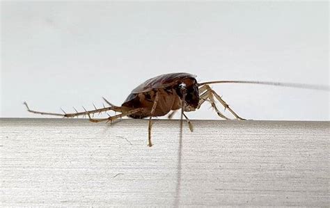 Blog Three Early Signs Of German Cockroaches In Your Chatham County Home