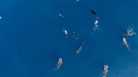 Drone Captures Amazing Video Of Whale Sharks Mantas And Humans