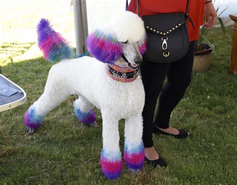 Check spelling or type a new query. Ridgefield poodle party fun for dogs, owners | The ...