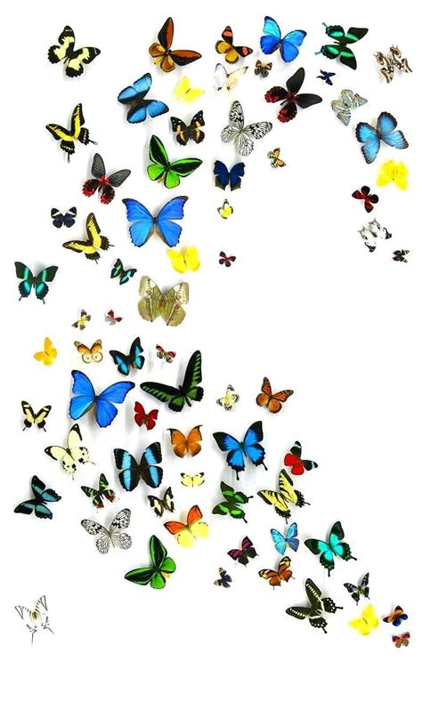 Butterflies Butterfly Color Hd Phone Wallpaper Peakpx
