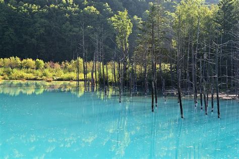 The Blue Pond In Biei Hokkaido Japan Is Brilliantly Coloured