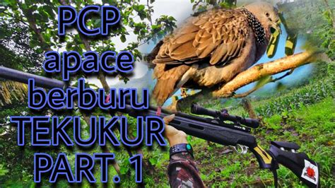 Berburu Tekukur Long Range Senapan Pcp Apace Youtube