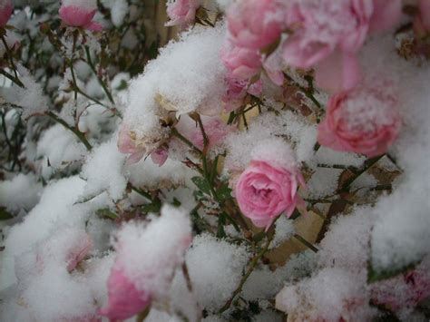 Pink Roses Covered With Snow Pink Roses Rose Winter Garden