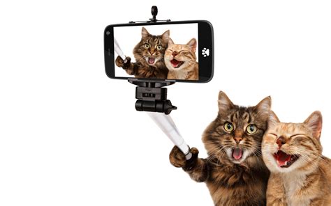 Download 2560x1700 Cat Selfies Open Mouth Pose Awkward Kittens
