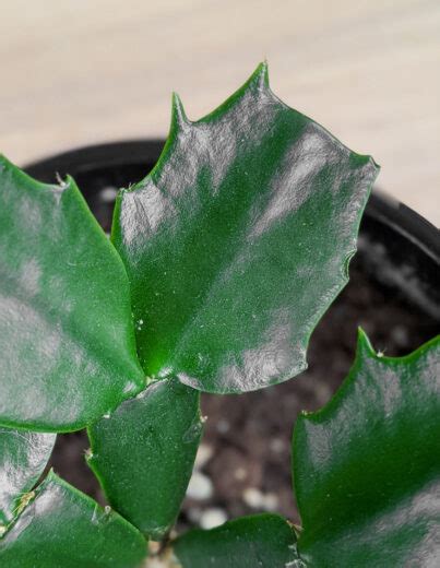 Peat moss is acidic so it makes sense that if you add some to your soil, the resulting soil will also be more acidic. Holiday Cactus Care: Detailed Guide to Grow an Old Favorite