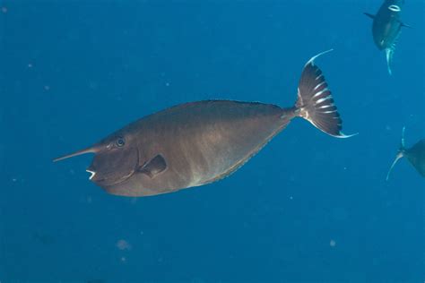 Whitemargin Unicornfish Fish Of Randwick Council Costal Area Coogee