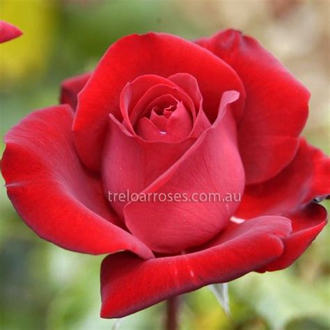 Ingrid Bergman Shop Treloar Roses Premium Roses For Australian