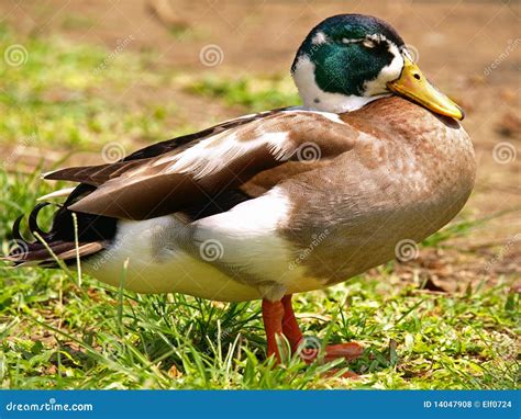 Sleeping Duck Stock Photo Image Of Fluffy Color Design 14047908