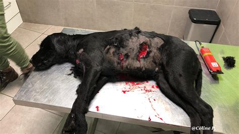 Un chien de compagnie grièvement blessé par un sanglier Le chasseur