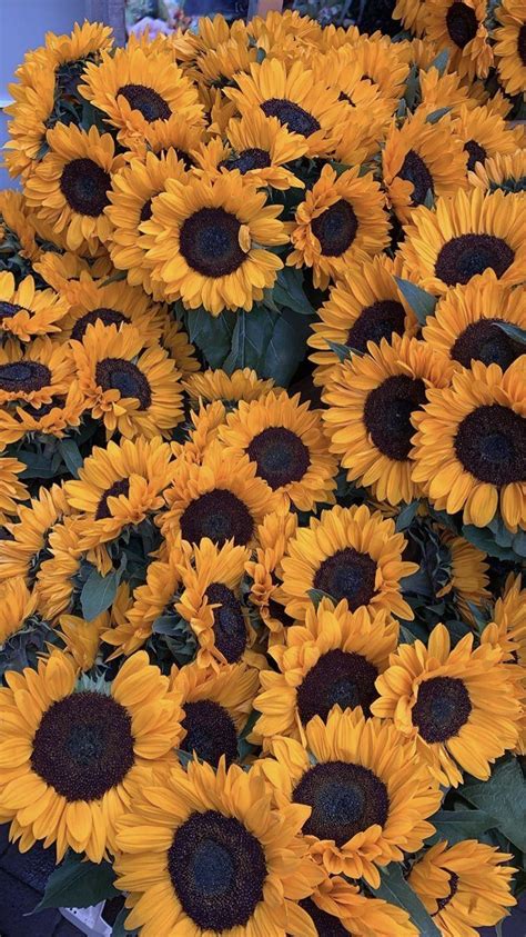 Flower sunflower fence yellow aesthetic wallpaper wallp. #asthetic #wallpaper #photography #backgrounds #yellow # ...