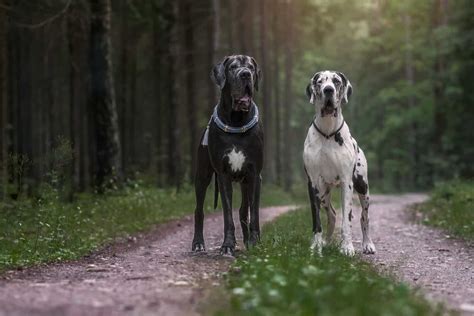 Male Vs Female Great Dane Which One Is Your Choice