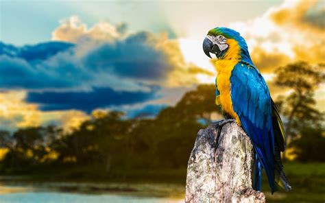 Blue And Yellow Macaw Hd Birds 4k Wallpapers Images Backgrounds