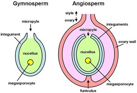 Ovule Definition Types Components And Function Biology Dictionary